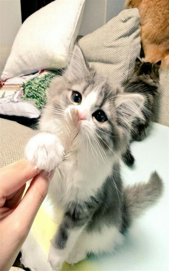 Cats