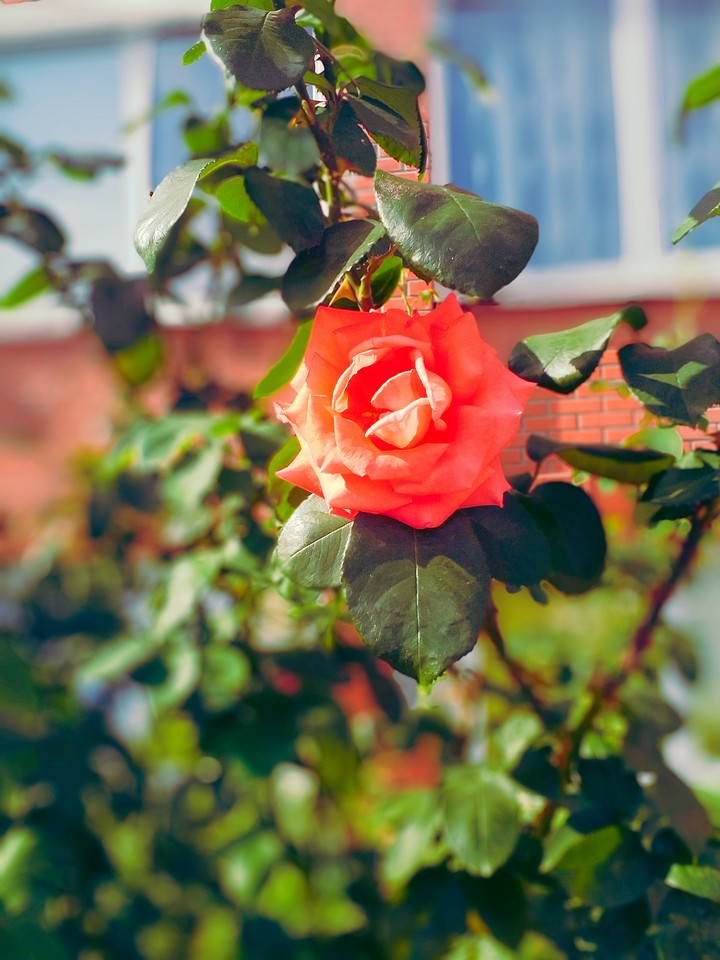 rose