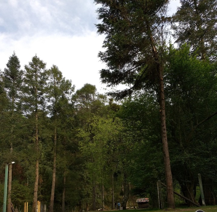 Trees
