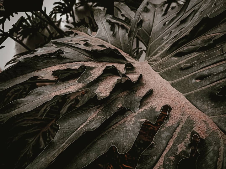 Ashfall