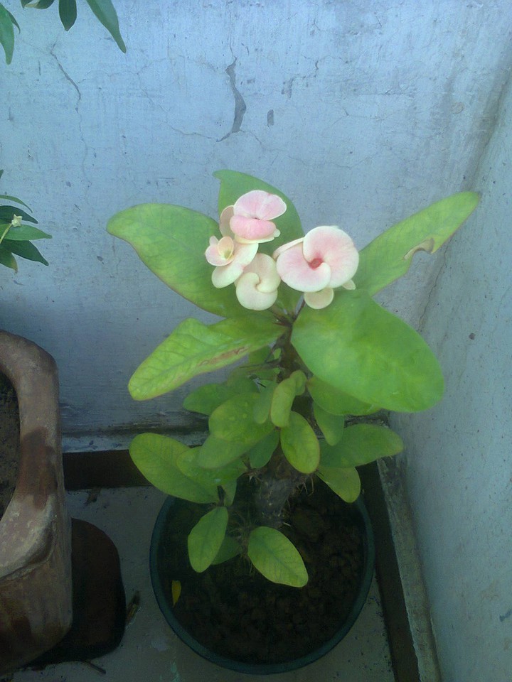 Eucorbia