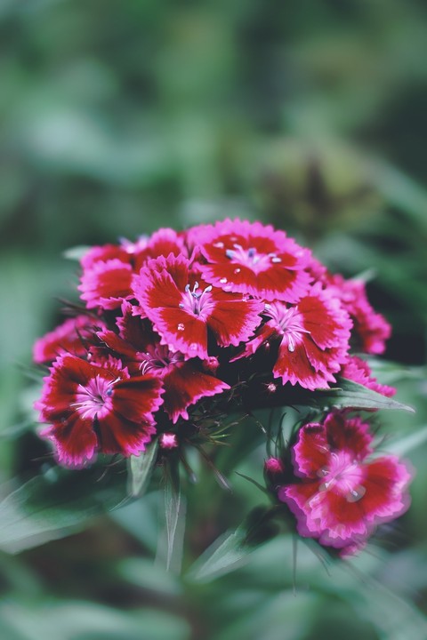 sfondi flower, magenta