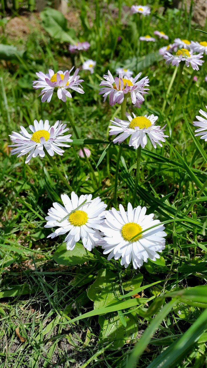 Bellis