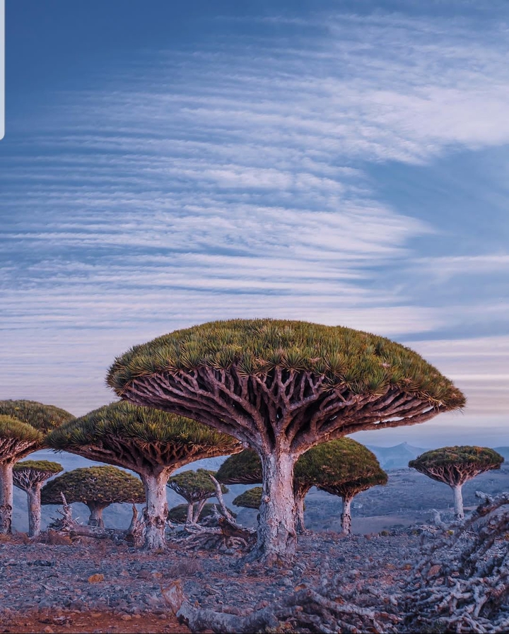 #Socotra #Island #YEMEN