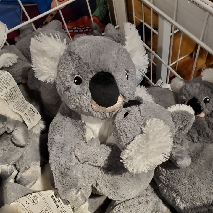 Koala