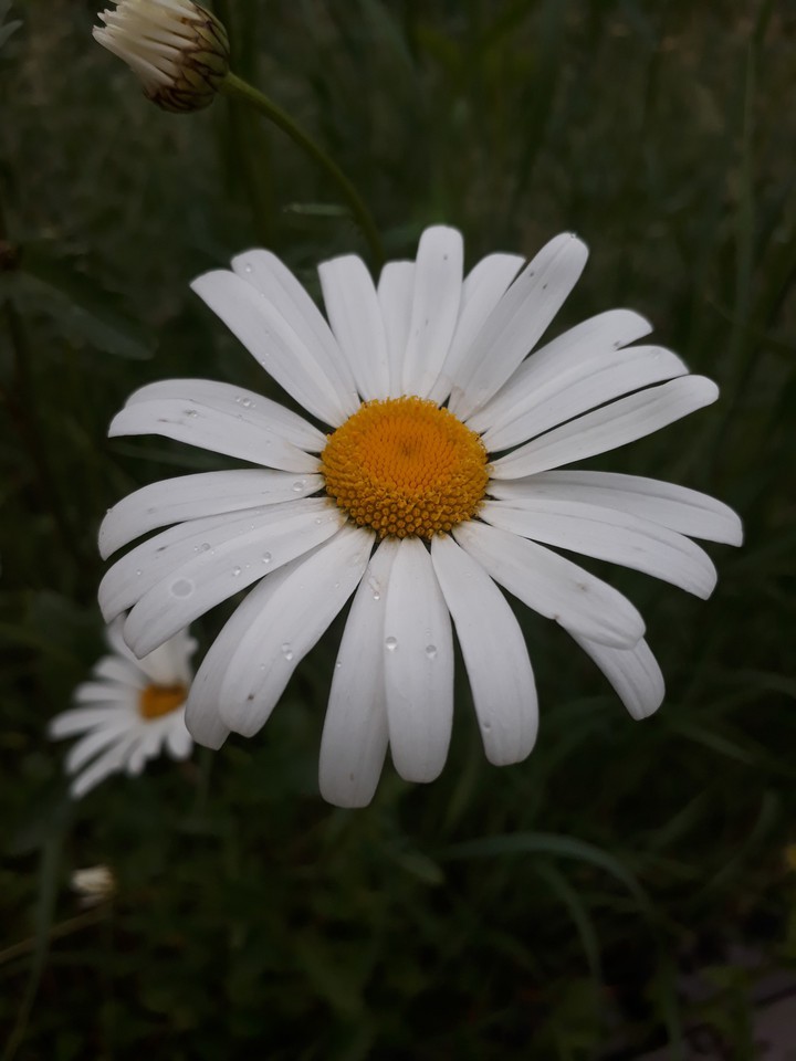 white flowers