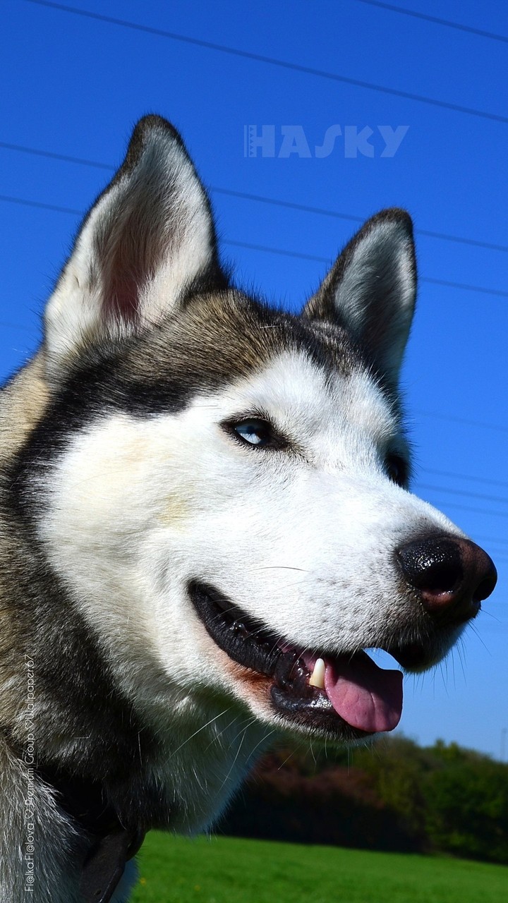 hasky