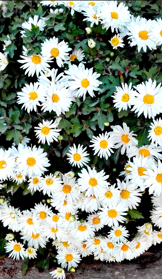 nice flowers
