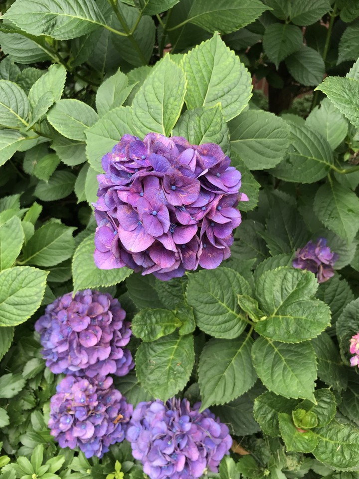 purple
