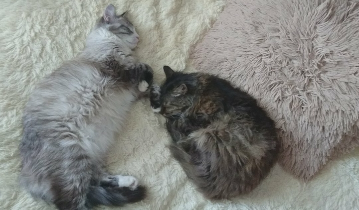 мои мягкие комочки