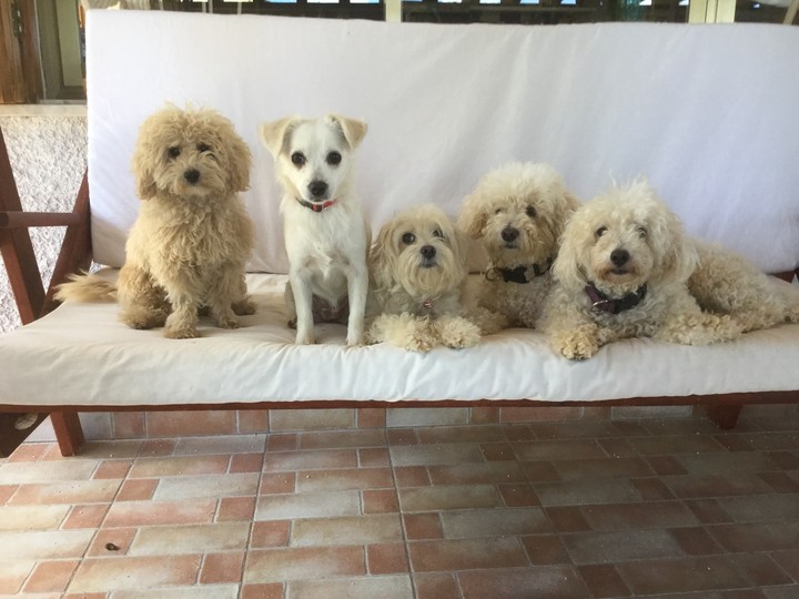Dog