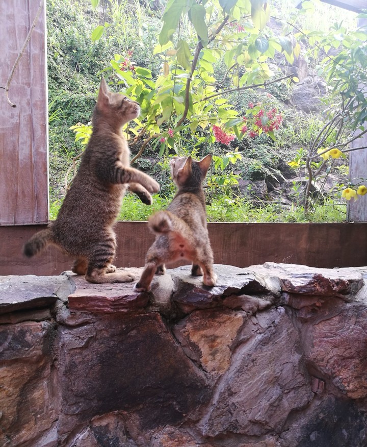 playing