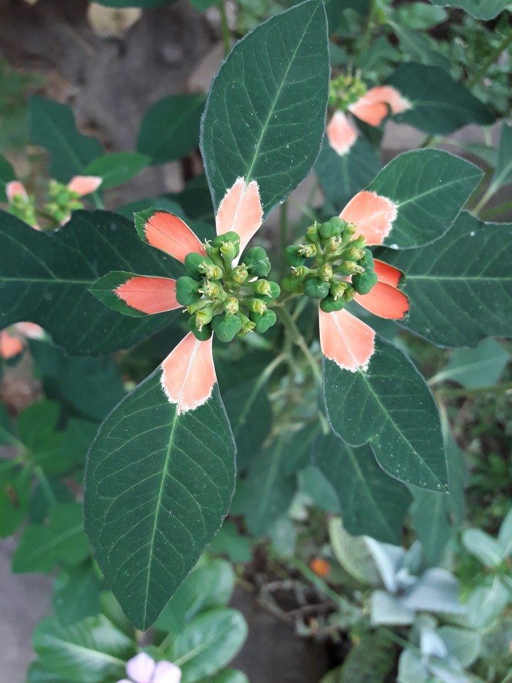 colour leaves