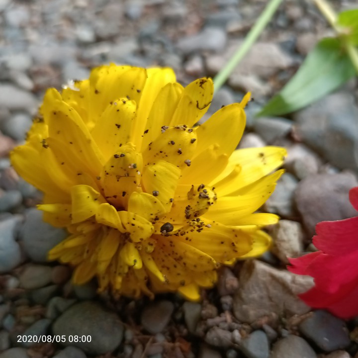 yellow