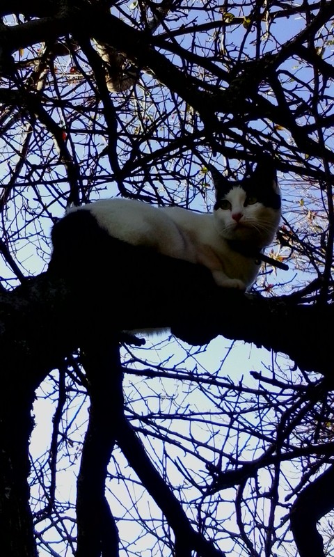 cat womam
