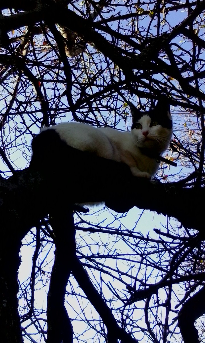 cat womam