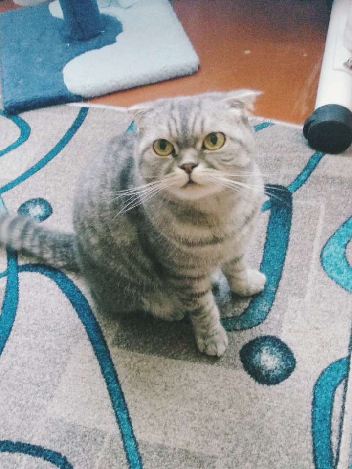 моя киска