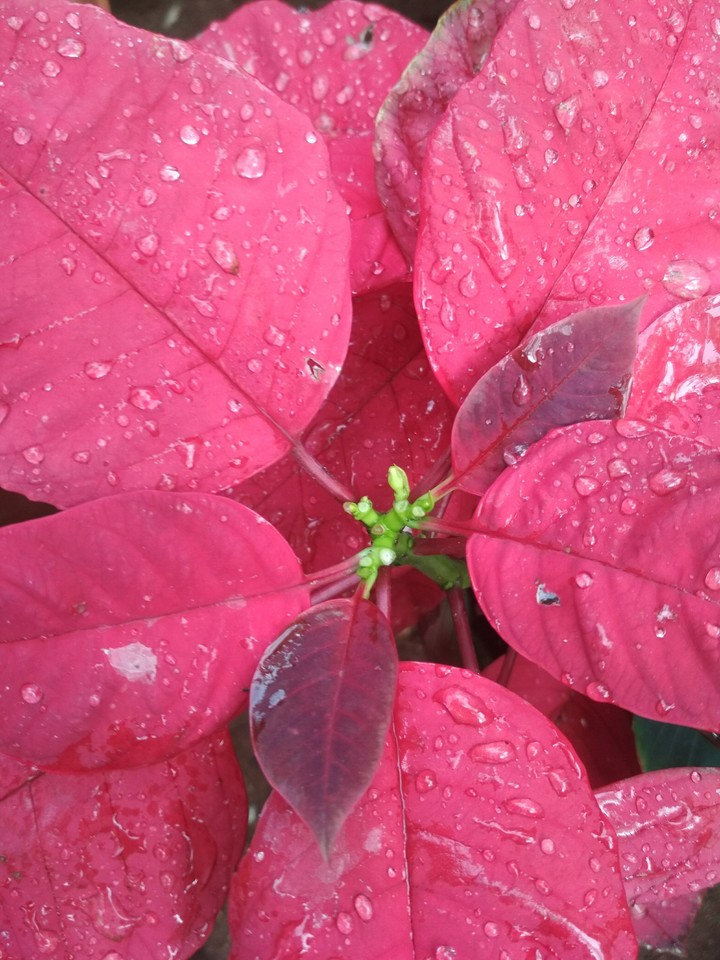 Leaves