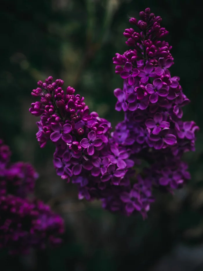 Сирень