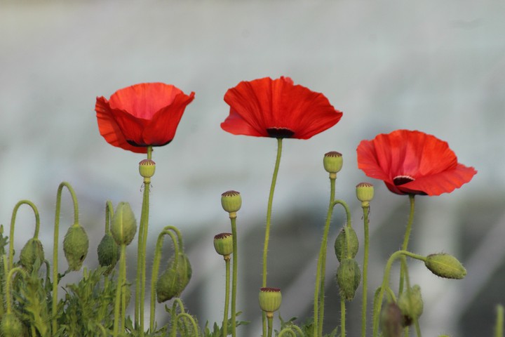 tulip