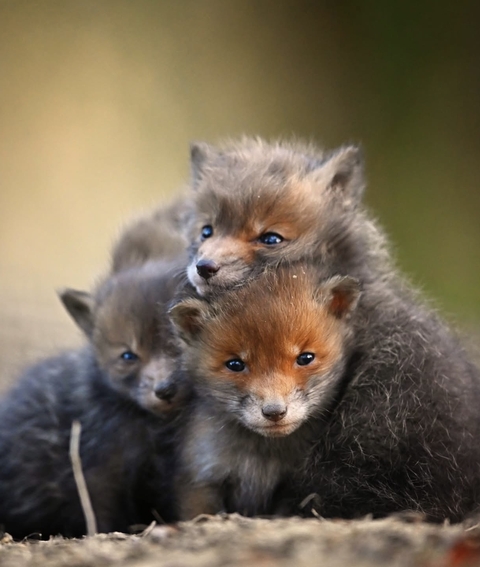 Cubs