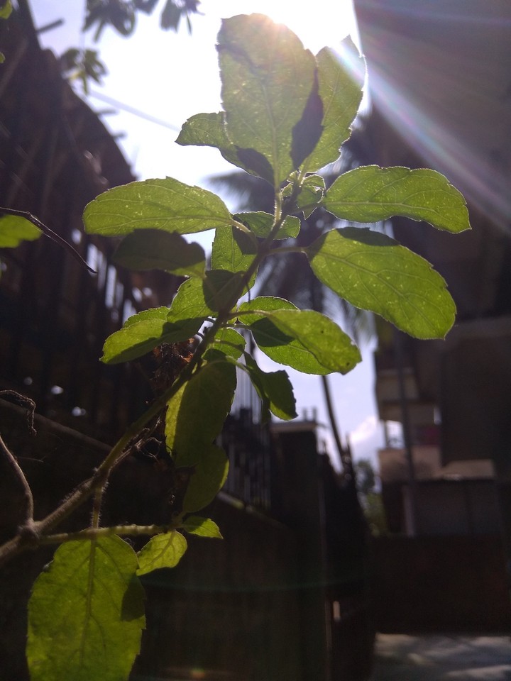 Leaf