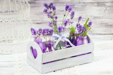 lavender flowers