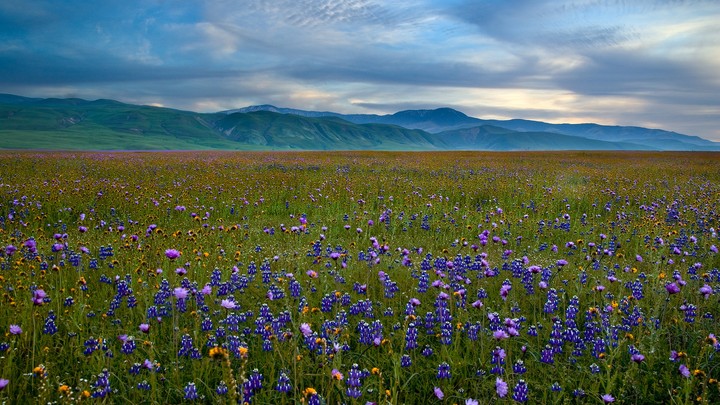 my favorite flowers