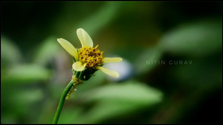 flower