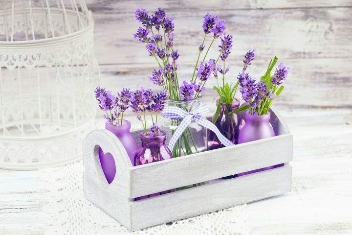 lavender flowers