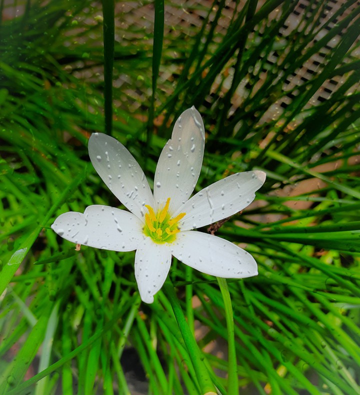 White Grass Lily