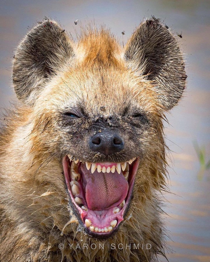 animal