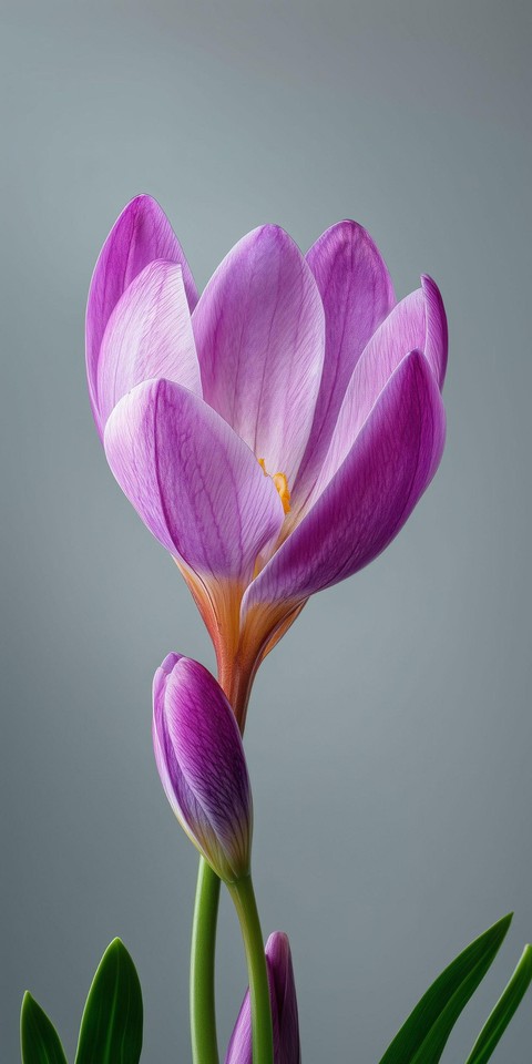 petal, flower Hintergrundbilder