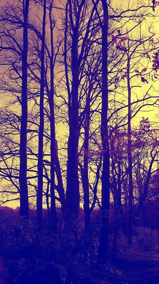 Yellow Autumn