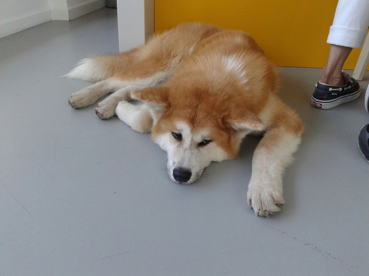Dog Hatiko