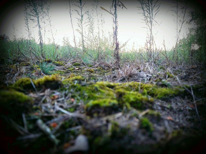 grass forest