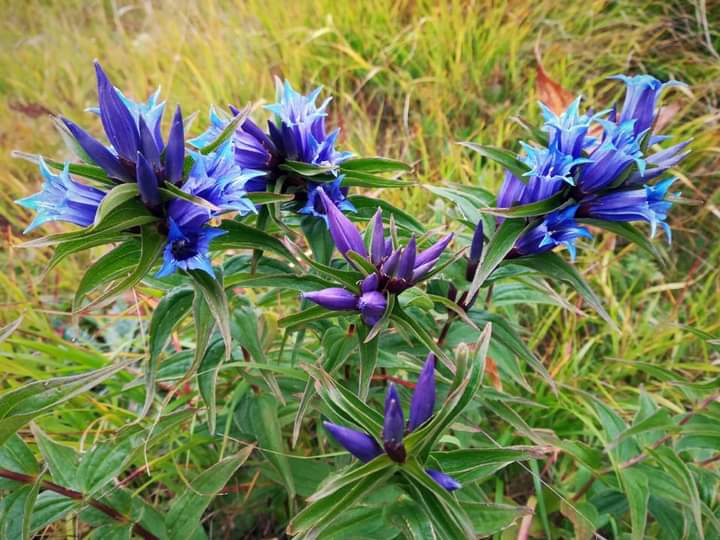 Nature/Flowers/Purple/Blue :)