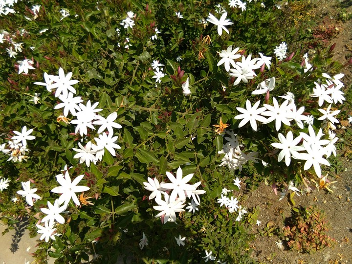 I love flowers