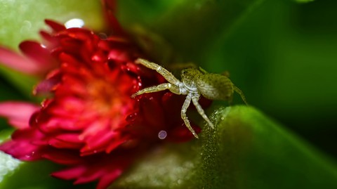 Spider