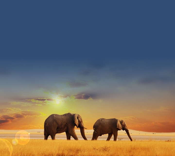 Elephants