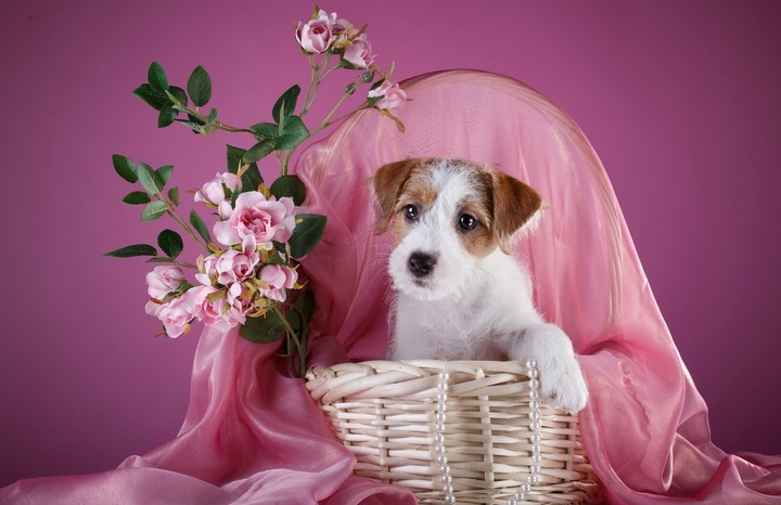 Dogs