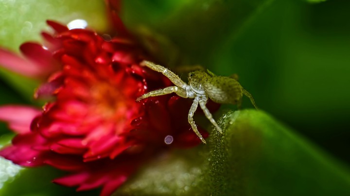 Spider