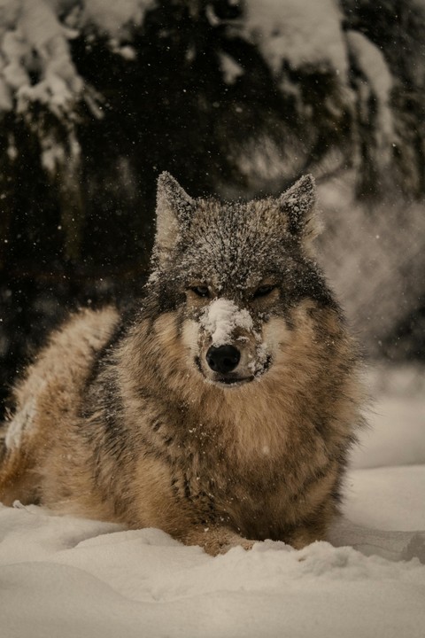 fonds d'écran wolf, dog