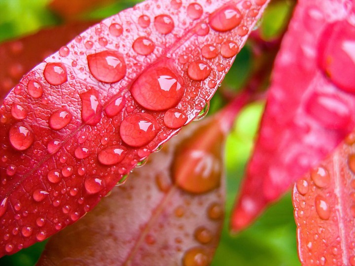 leaf