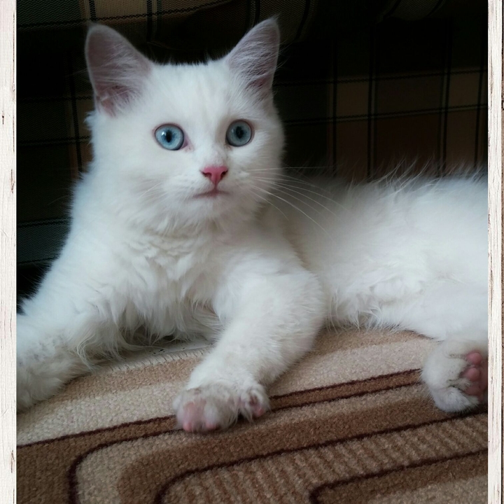 Coco