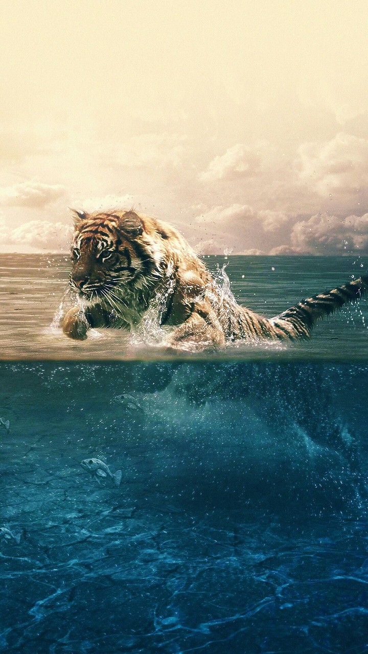Tiger hunt