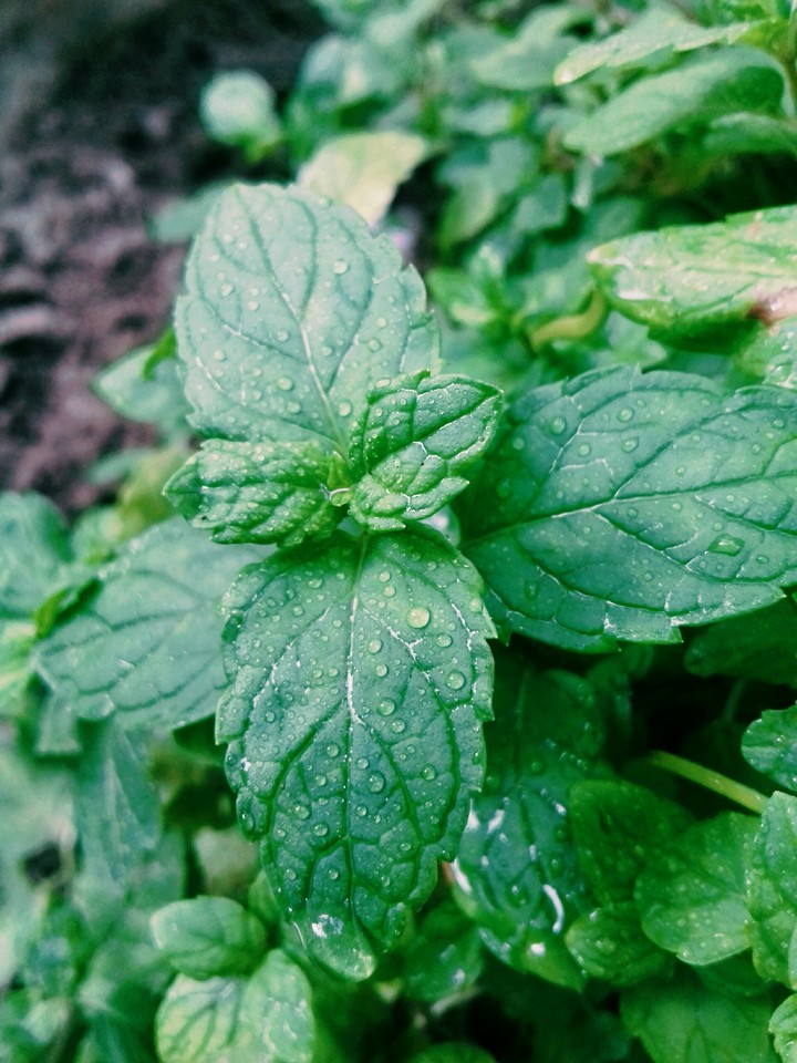 leaves
