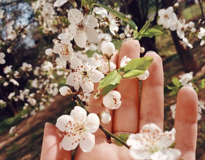 flowers ✨