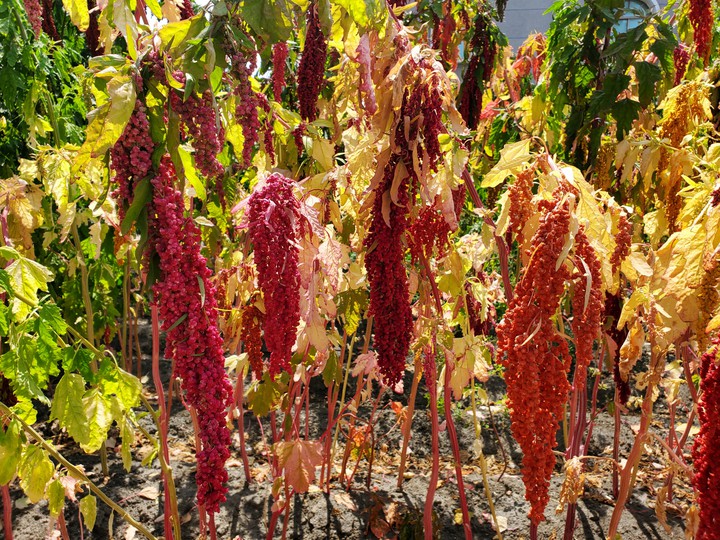 Red Quinoa