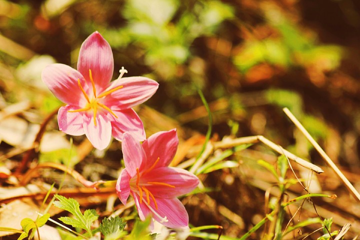 Pink flowers